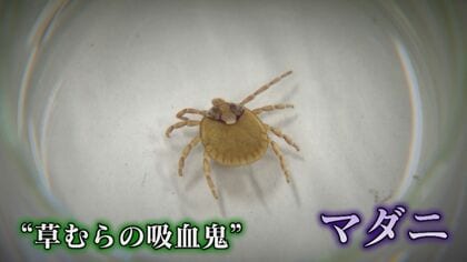 “草むらの吸血鬼”マダニ感染症の実態　致死率約30%「SFTS」　危険生物にこれからの季節は要注意活動が活発に