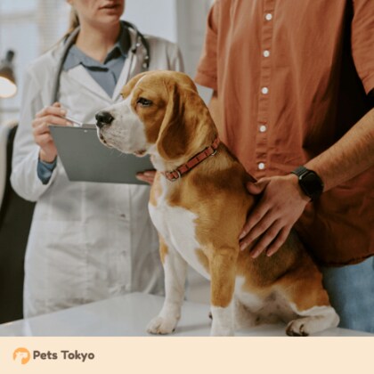 【Pets Tokyo調査】ペットの健康チェック「毎日できていない」飼い主が約半数―体調不良時、判断を“迷う前”にできることとは？