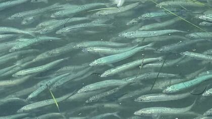 また“イワシの大群”が漂着 港が一面埋め尽くされる 海で何が？北海道で相次ぐ大量出現 「コンブ作業」へ影響懸念する声も