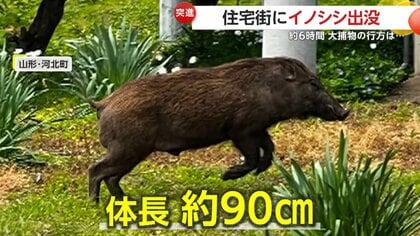 出没】住宅街に体長90cmイノシシ…約6時間の大捕物の末に“逃走