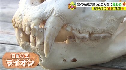 動物　歯 食べている物によって進化してきた動物たちの“歯” 骨格標本を使って