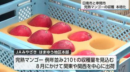 2025年マンゴー　終了致しました。 2025年マンゴー 【完】 本日をもちまして、全ての収穫が終了いたしまし