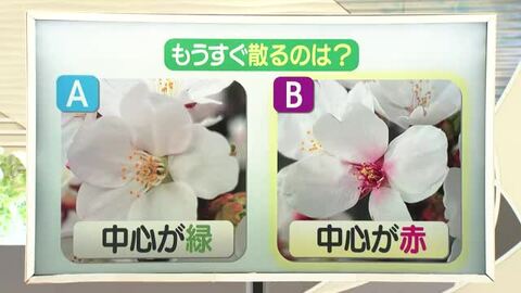【天気／山形】早く散るのは中心が赤いサクラ＆7日の詳しい天気　中村友祐気象予報士の天気予報(2)　