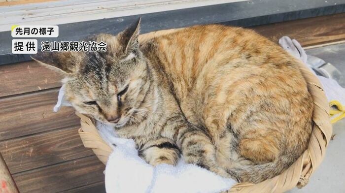 猫校長 高峰(10月)提供:遠山郷観光協会