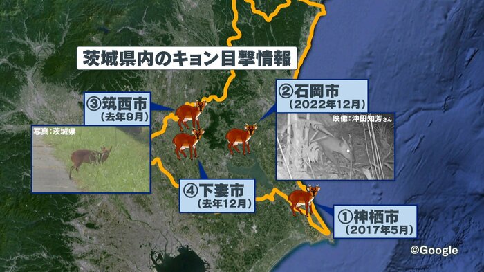 茨城県のキョンの目撃情報