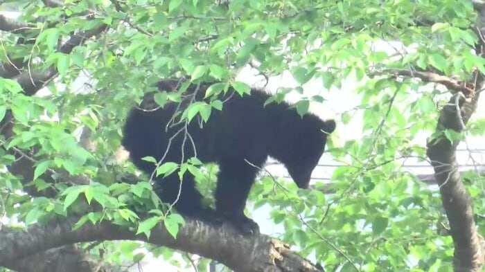 約2時間半木の上にとどまるクマ(5月21日岩手県釜石市)