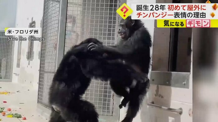 チンパンジーが窓から飛び出す
