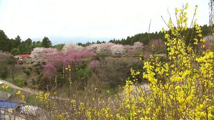 さつき山公園(福島県二本松市)4月10日撮影