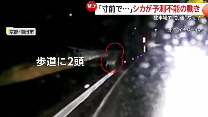 2頭のシカがいた歩道（提供：イナバーさん）