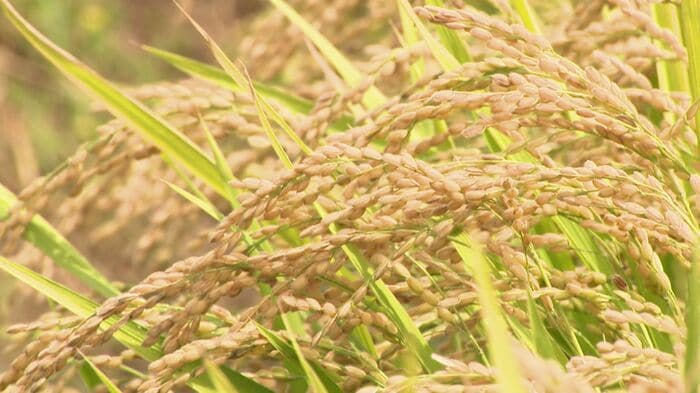 コメの高騰に苦しめられた2025年