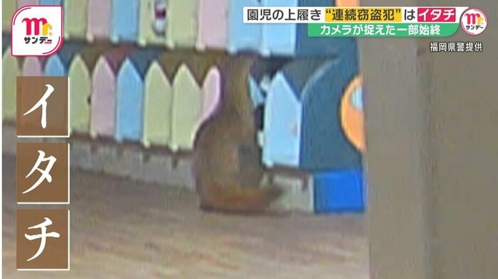 連続窃盗犯の正体はイタチだった