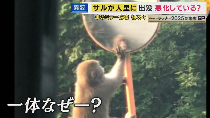 ミラーをとろうとするサル