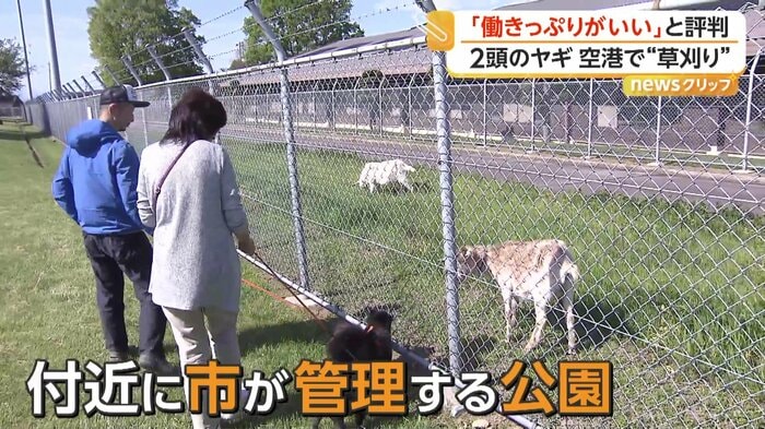 ヤギたちを見に来た公園利用者たち