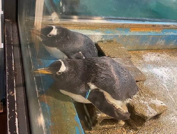 展示場の隅っこはジェンツーペンギンがいつもいる場所だという(提供:長崎ペンギン水族館)