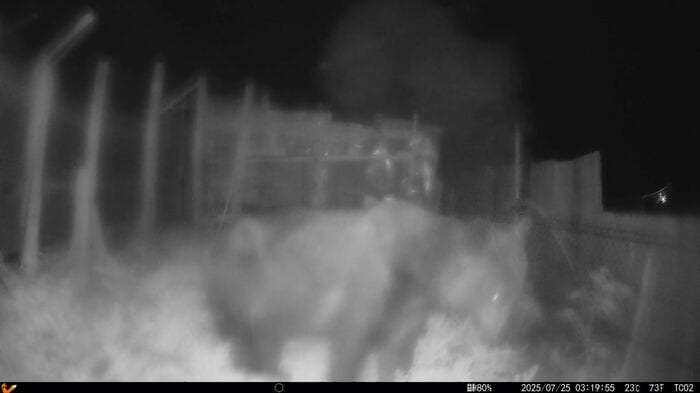 上ノ国町でUHBが捉えたクマ