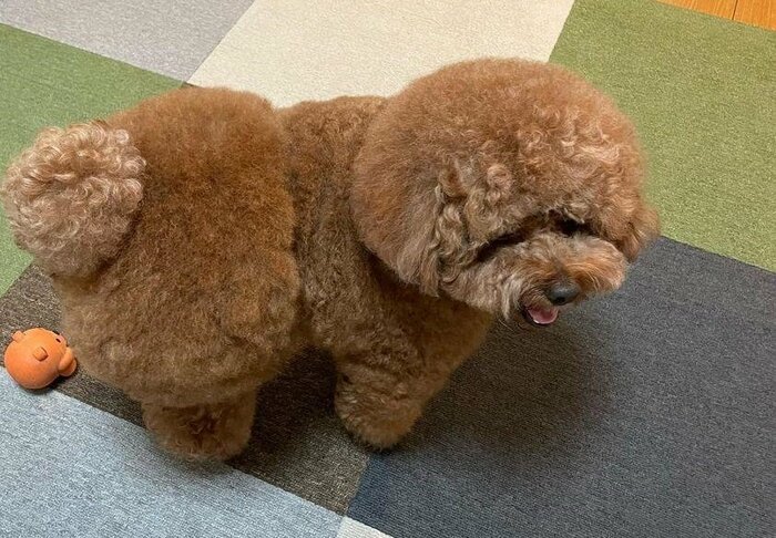 丸い尻尾が見分けるコツ