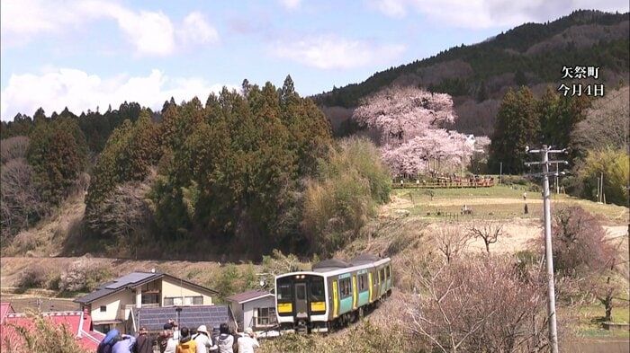 戸津辺の桜(福島県矢祭町)2025年4月4日撮影