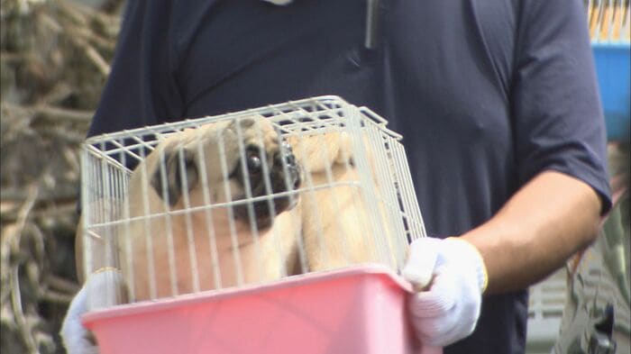 松本市の販売業者が施設で飼育していた犬 2021年