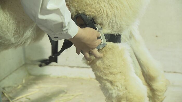 獣医師と飼育員がタックの足に装具を装着