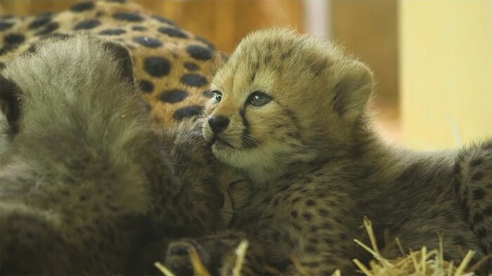 生後2カ月 チーター四つ子 まだお母さんにべったり