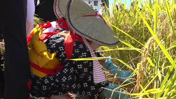 新嘗祭に米を献上へ「抜穂式」~福井市内でいちほまれ収穫