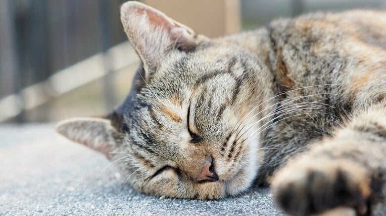 猫の保護でやるべき「5ステップ」とは？捕獲から動物病院、自宅の環境まで　飼い主になるなら覚えておきたい備え｜FNNプライムオンライン