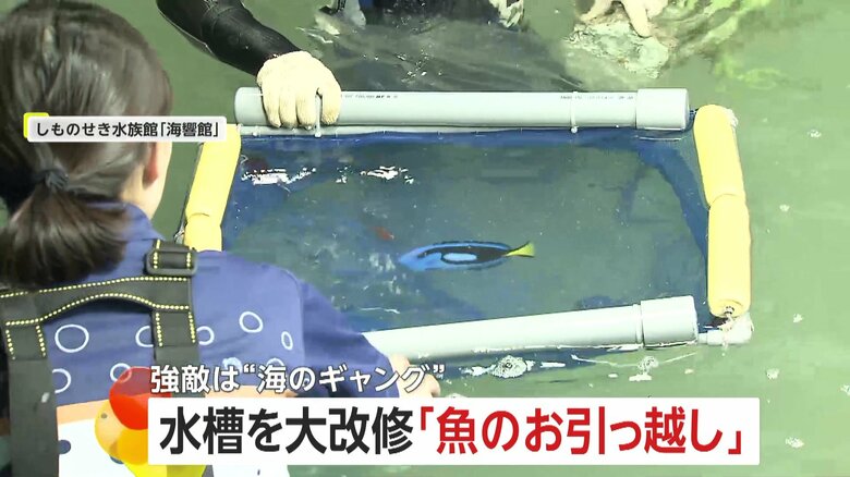 【密着】「魚の引っ越し」大規模改修で300匹を水槽移動…強敵「海のギャング」ウツボは特製麻酔銃で眠らせ作戦決行　下関市「海響館」｜FNNプライムオンライン