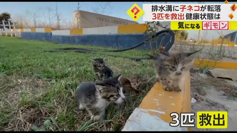 【小さな命の救出劇】子どもも笑顔に！　排水溝に転落した子ネコ3匹を消防隊員が救助　健康状態も良好　トルコ｜FNNプライムオンライン