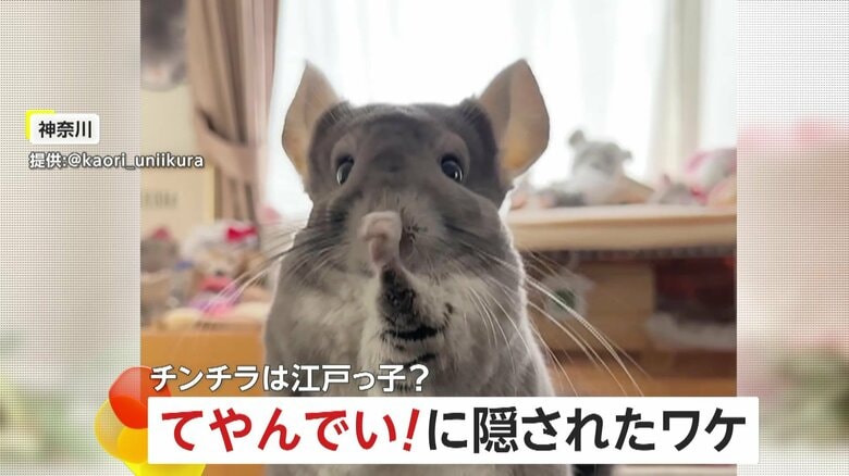 チンチラが「てやんでい！」ポーズ…江戸っ子？実は“カナダ出身”よくある行動だけど「キレがよくて上手」専門家も驚き｜FNNプライムオンライン