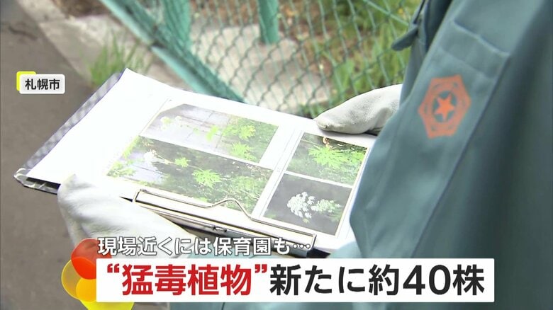 【危険】「むやみに近づかないで！」“猛毒植物”バイカルハナウドが札幌市内で続々発見…新たに約40株も　樹液に強い毒性で激しい皮膚炎起こす恐れ　北海道｜FNNプライムオンライン