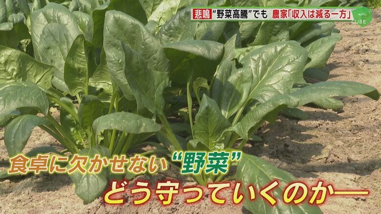 “野菜高騰”なぜ続く？ 県内有数の生産地も悲鳴　日本の農業を守れるのか 高齢農家は「もう辞めたよ…」｜FNNプライムオンライン