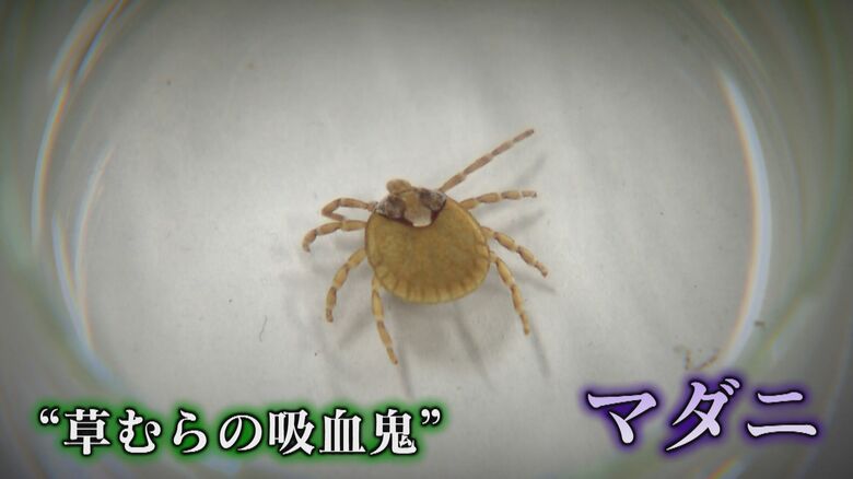 “草むらの吸血鬼”マダニ感染症の実態　致死率約30%「SFTS」　危険生物にこれからの季節は要注意活動が活発に｜FNNプライムオンライン