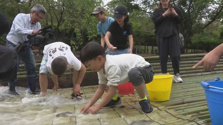 男川の夏の風物詩…鮎のつかみ取りができる観光用『やな』開き 11日から11月中旬まで営業予定 愛知県岡崎市｜FNNプライムオンライン