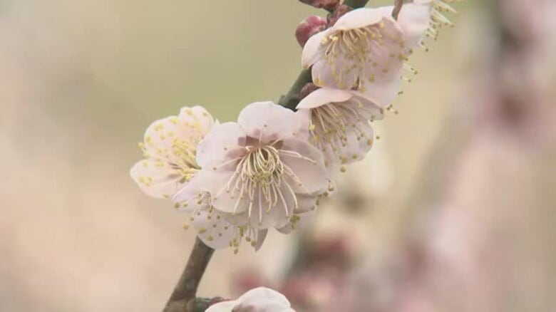 ウグイスの鳴き声と…砥部「七折梅まつり」３連休初日に開幕“春色の山里”「独り占め気分で」【愛媛】｜FNNプライムオンライン