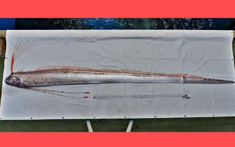 リュウグウノツカイよりも珍しいという(提供:魚津水族館 リュウグウノツカイ)