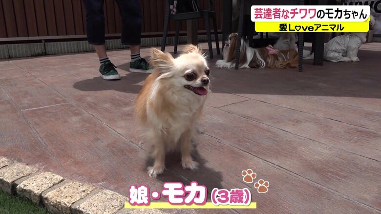 「繁殖引退犬」のモカちゃんが最後に産んだ、娘のモカちゃん（偶然にも名前が一緒！）