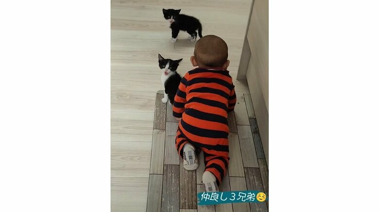 ハイハイする蓮慈くんの周囲をチョロチョロする2匹
