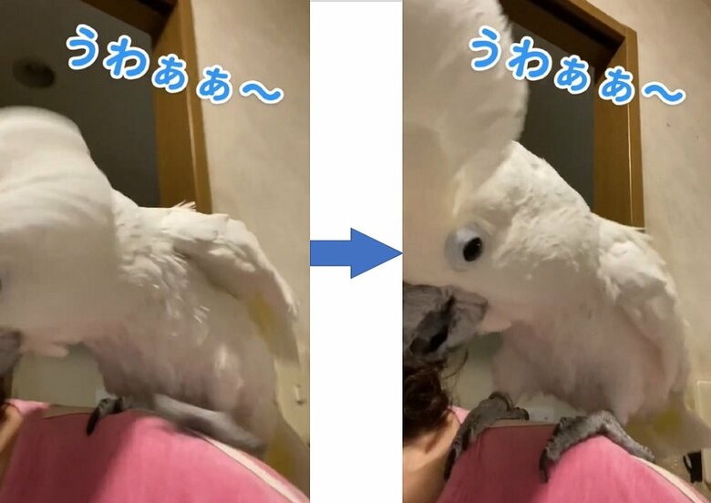 すぐに体勢を整えた　トサカを立ててびっくりしている？