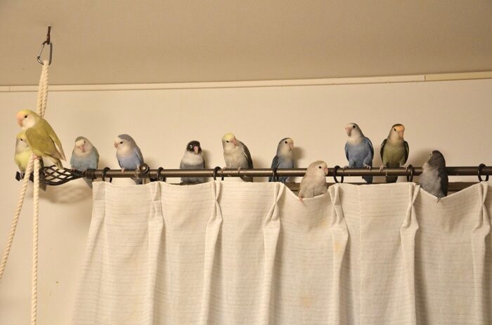 他の日のコザクラインコ組（左から5番目はボタンインコ）