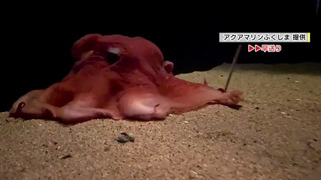 飼育例がほとんどない「レア」な生物