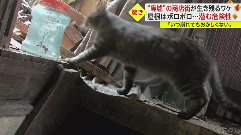 2階部分は猫のすみかとなっているようだった