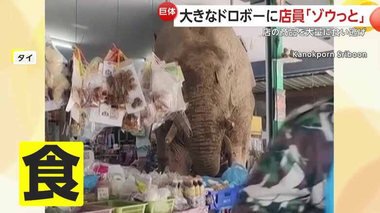 棚の商品を鼻で次々と取り約10分間にわたって食べ続けたゾウ