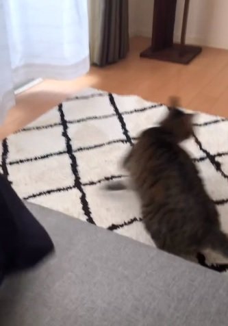 急いで逃げていくキキちゃん