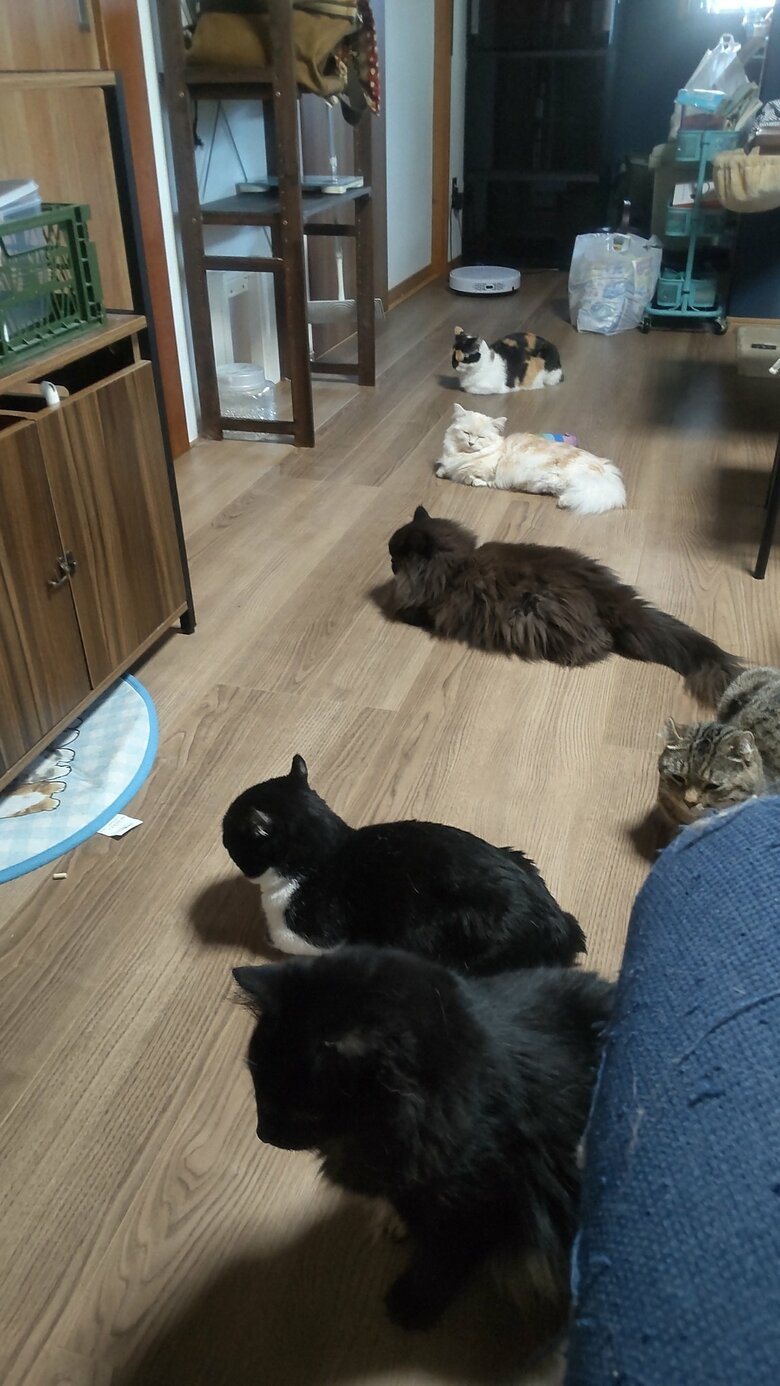 みつめーもなかさんのお家では、他にも猫ちゃんたちがいる