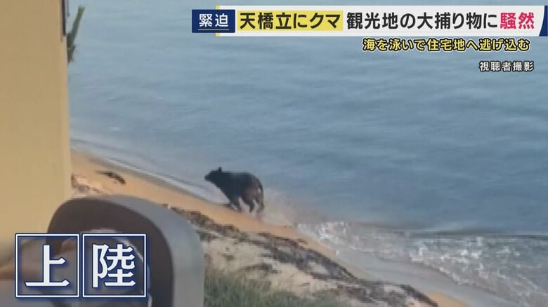 クマは長い距離を泳いだあと浜辺に上陸