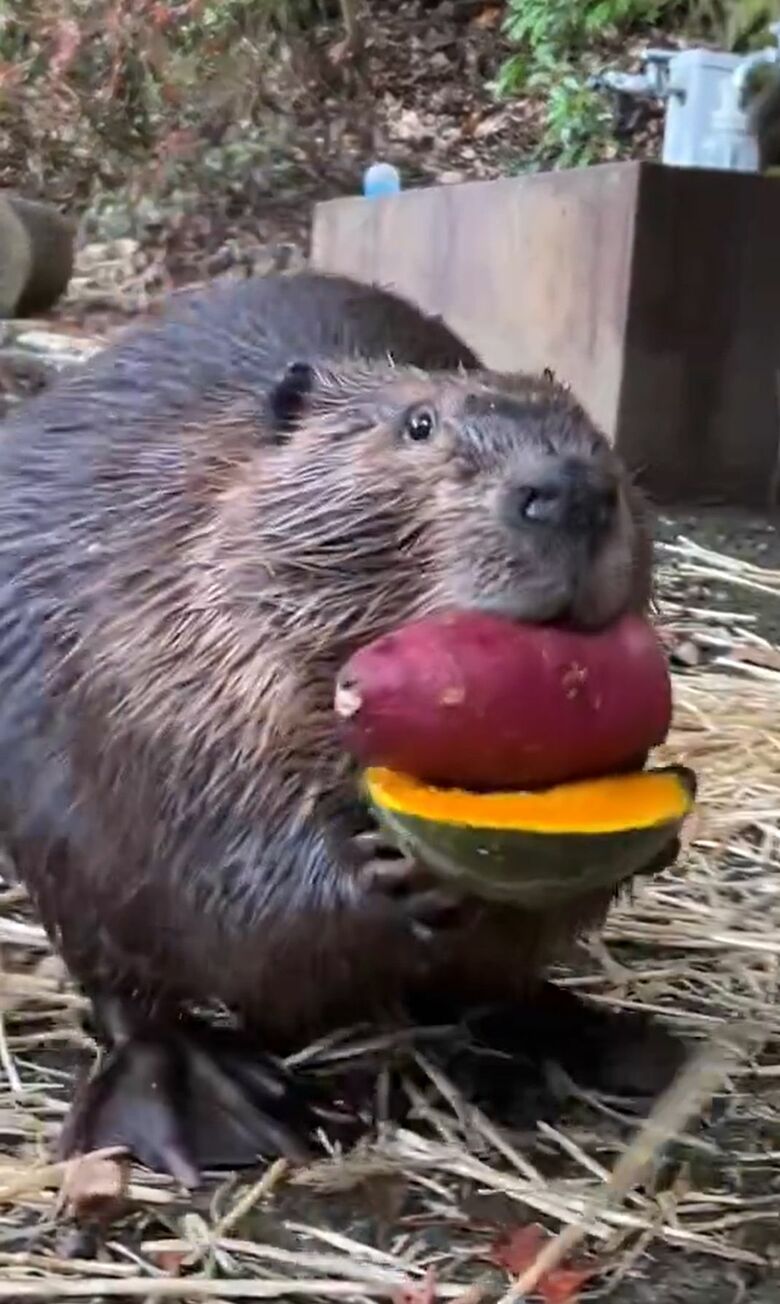 芋を運ぶビーバー