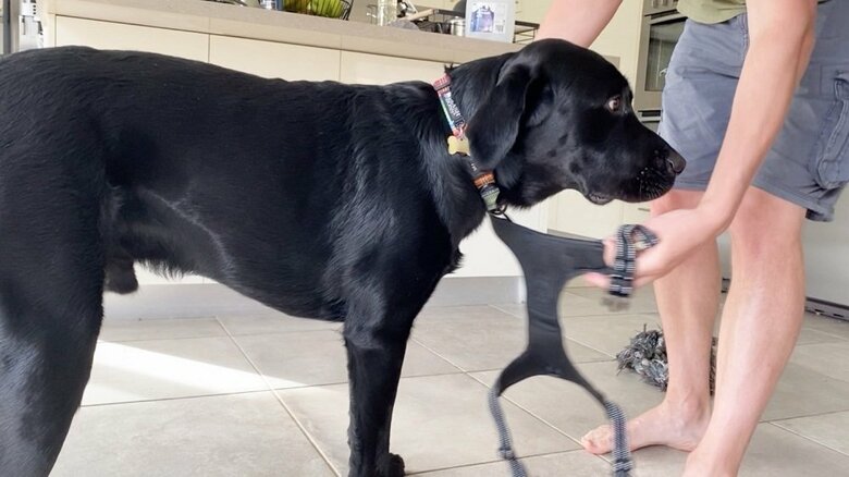 新しいハーネスは首も腕も通さず装着可能　サイズも1アップ