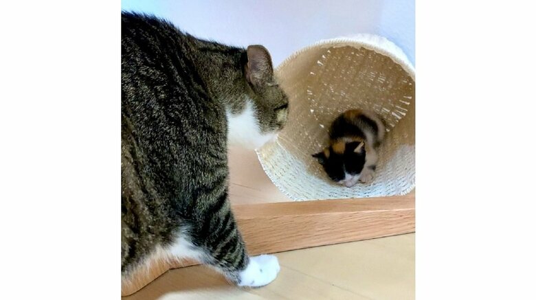 テリトリーを奪われてしまった金時くん