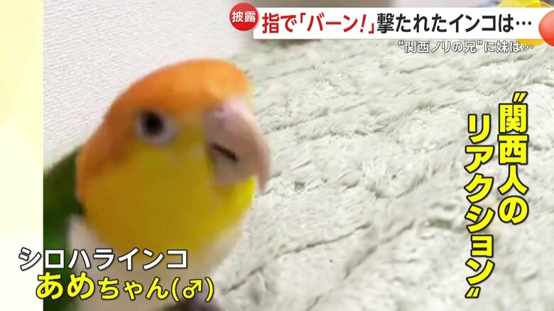 まるで“関西人のようなリアクション”を見せる、オスのシロハラインコ・あめちゃん