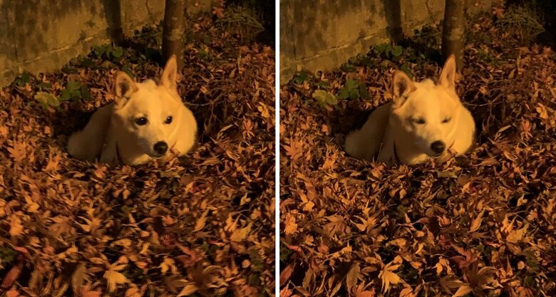 翌日も庭に埋まっていたというレオくん